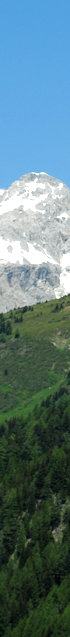 Wiese