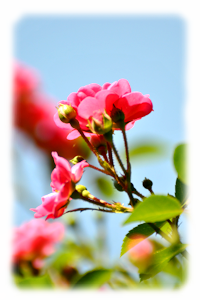 Blume