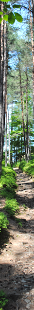 Wald